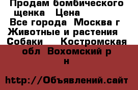 Продам бомбического щенка › Цена ­ 30 000 - Все города, Москва г. Животные и растения » Собаки   . Костромская обл.,Вохомский р-н